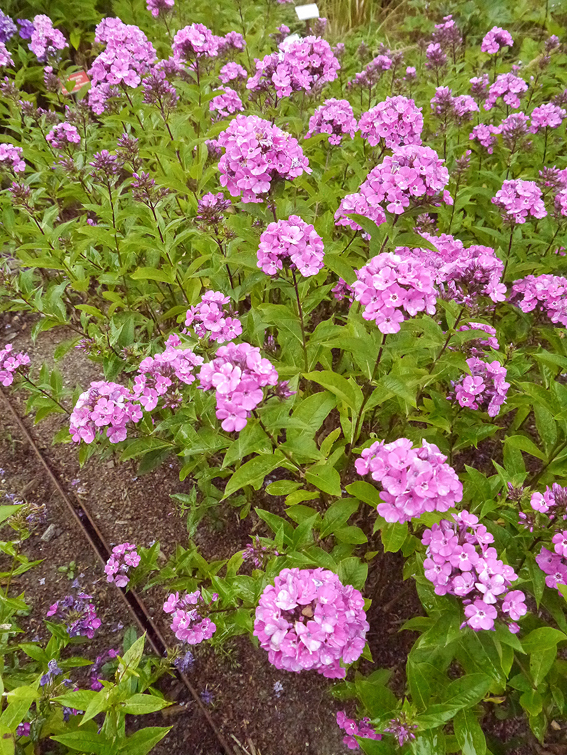 Phlox amplifolia ‘Shemeneto’: