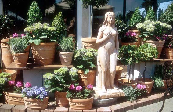 Gartenhortensien stimmungsvoll
