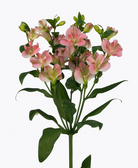 Alstroemeria ‘Charmelia’ 
