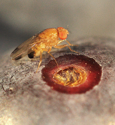 Drosophila suzukii. Bild: