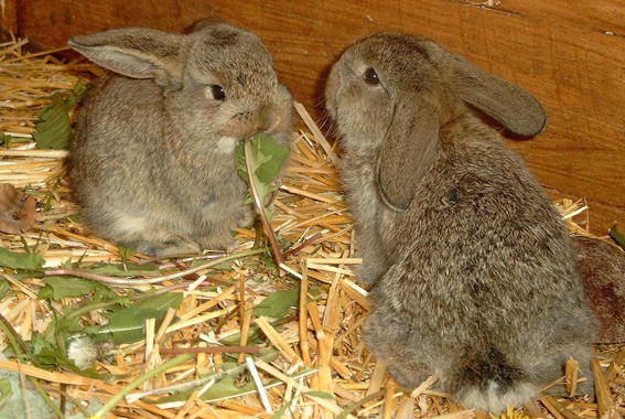 Zwergkaninchen lassen Kinderherzen