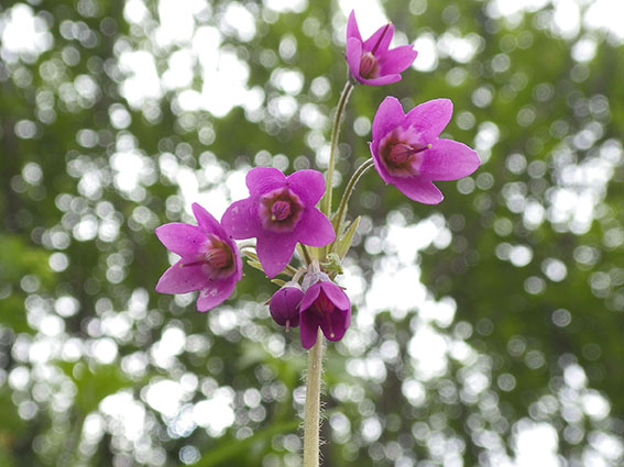 Die Matthioli-Primel (Primula