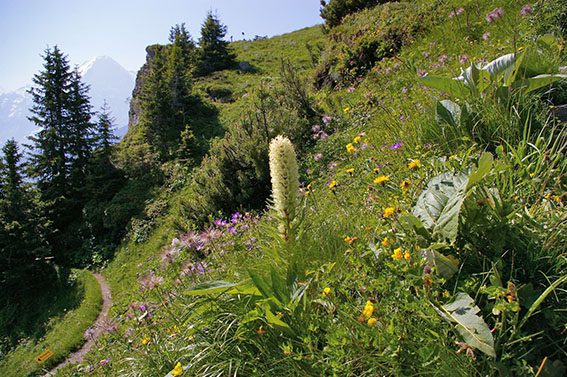 Die Straussglockenblume fällt