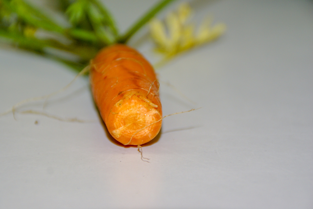 Möhrenfliegen-Larve (Foto: