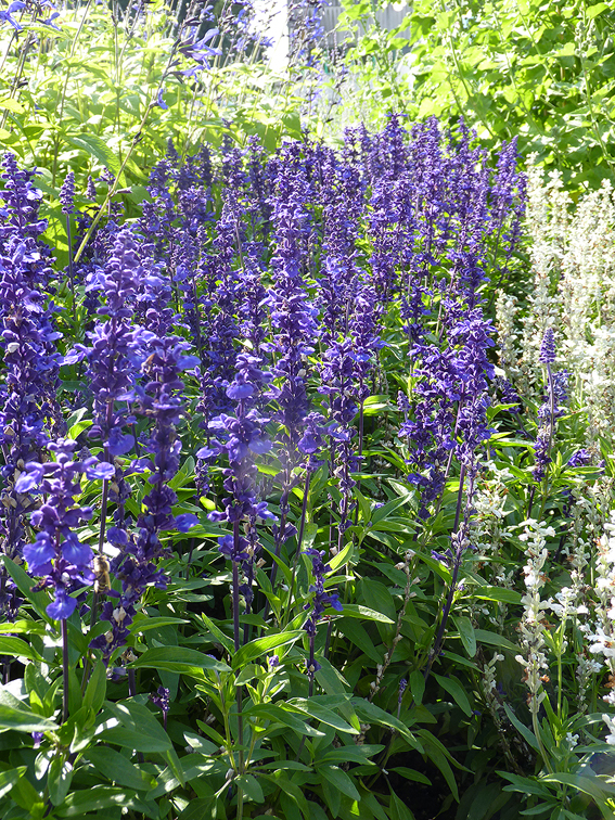 Dolden, die begeistern: Salvia