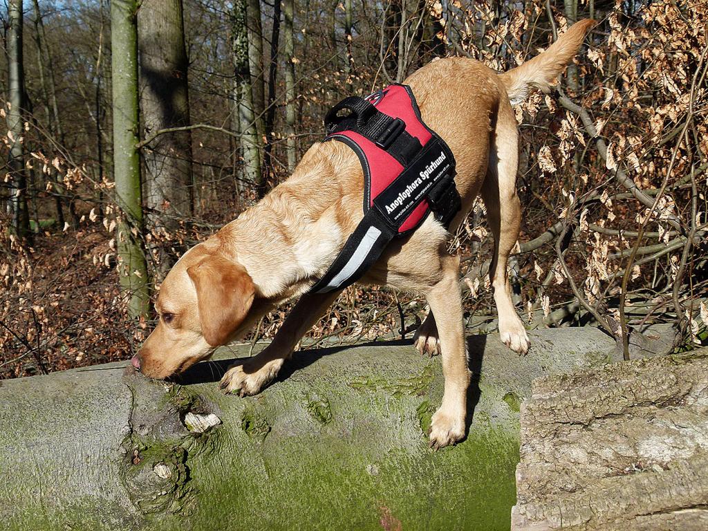 Speziell auf ALB ausgebildeter