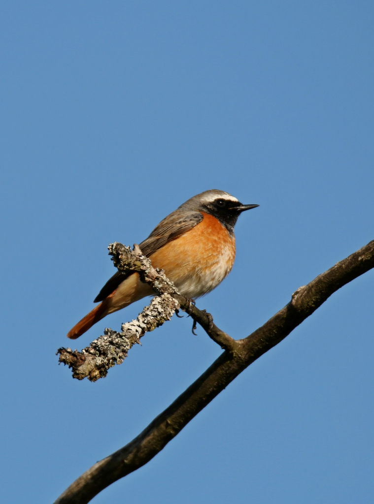 Gartenrotschwanz. Bild: angieconsc