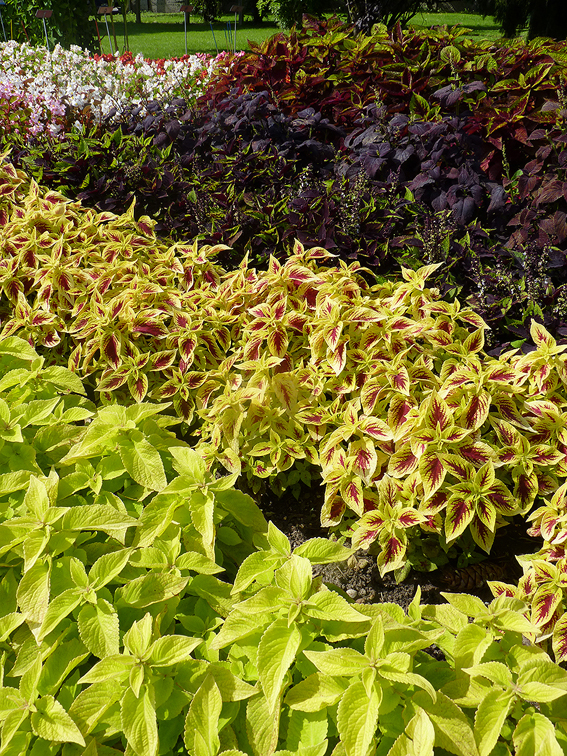 ’Premium Sun’, eine sämlingsv