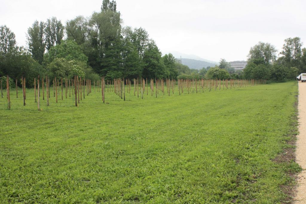 Die junge Obstanlage.