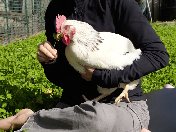 Die Toronto Chicken Lady