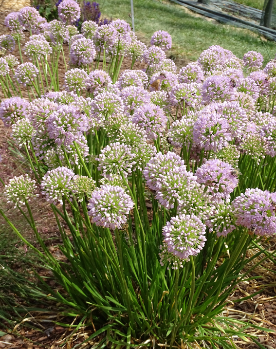 Allium `In Obit´