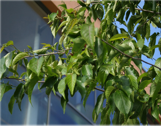 Späths Erle (Alnus x spaethii)