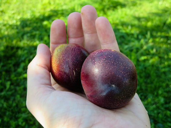 ‘Aprisali’ (Aprikose
