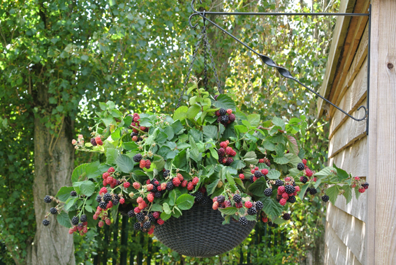 ‘Black Cascade’, eine