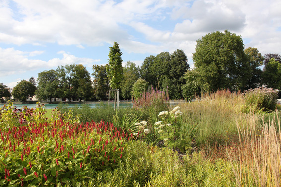 Kerzenblüten von Persicaria