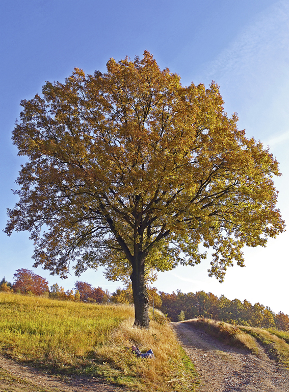Die Trauben-Eiche hat das
