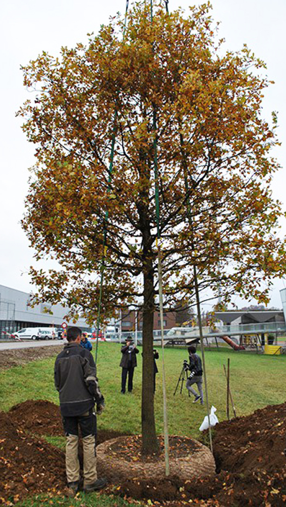 25 Jahre alte Eiche zum 25-Jahre-J