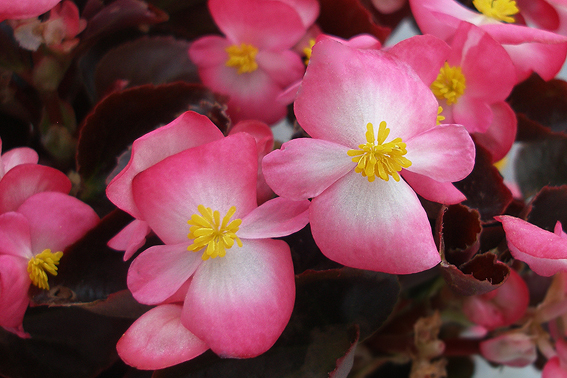 Begonia semperflorens  ‘Senatori