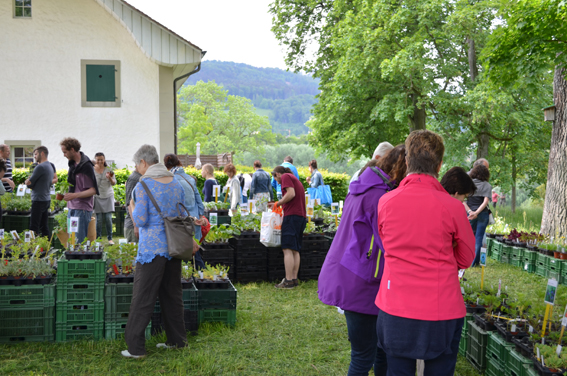 Der Zierpflanzenmarkt in