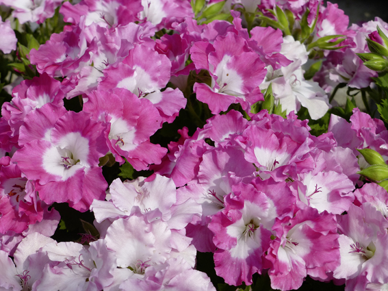 «Pelargonien der ganz anderen