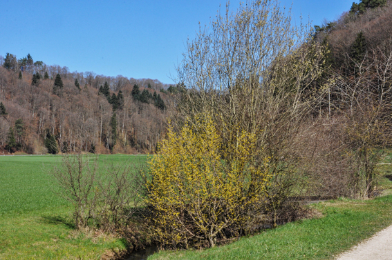 Blühende Weide. Bild: R. Ritter