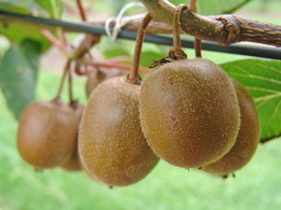 Grossfruchtige Kiwis, die