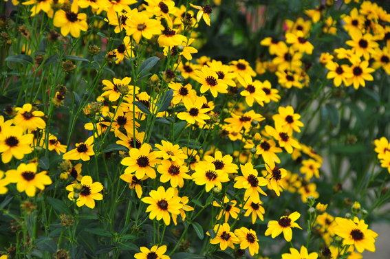 Coreopsis tripteris `Handy Size´