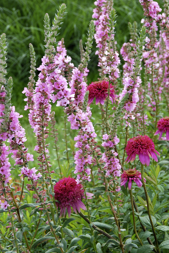 Lythrum salicaria ‘Blush‘: