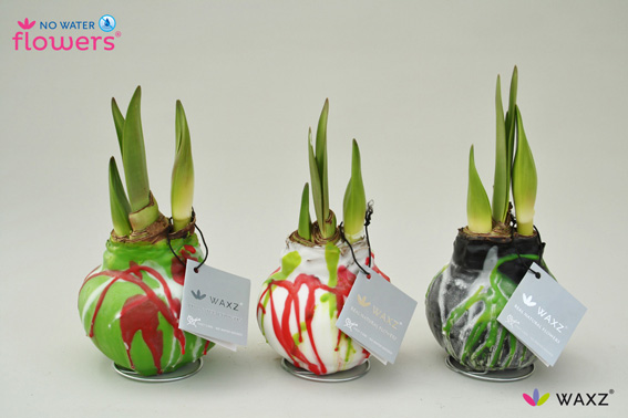 «No water flowers Amaryllis