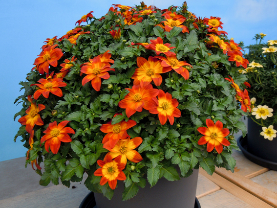 Neu für 2018 sind unter