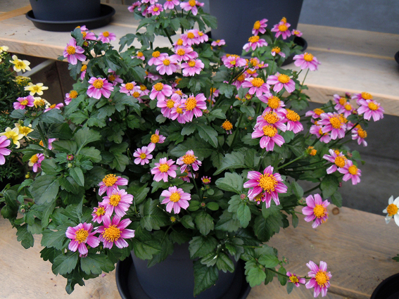 – auch diese Farbe gibts