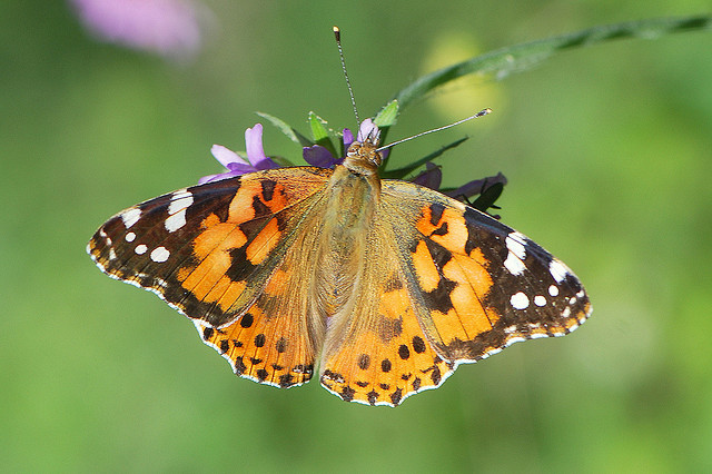 Die Vielfalt einheimischer