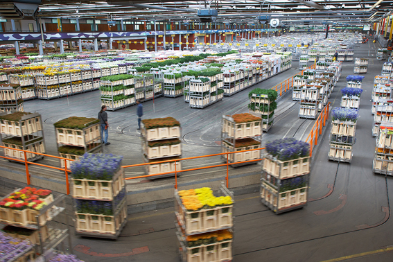 Verteilzentrum von FloraHolland