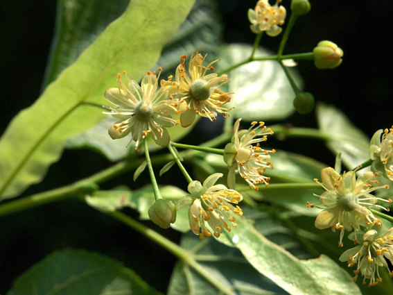 Die Blüten der Winter-