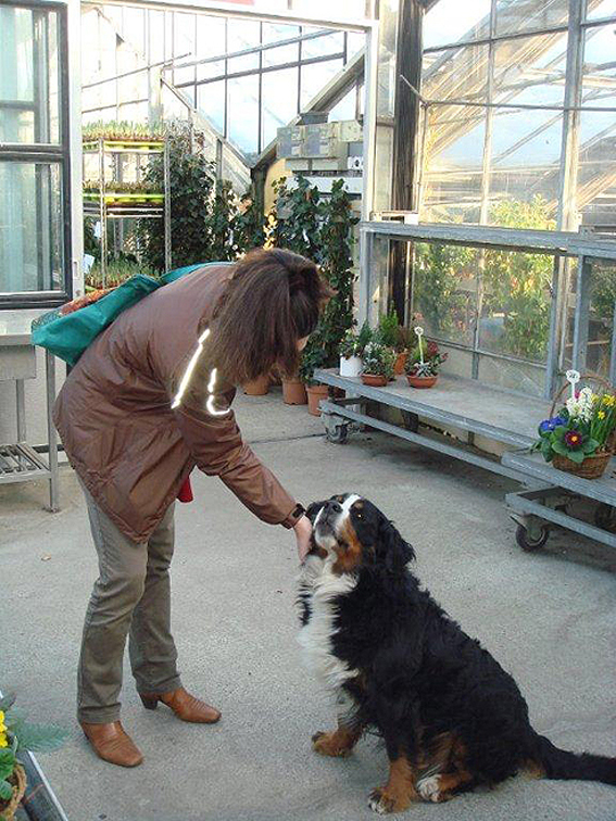 Der Gärtnereihund wird von