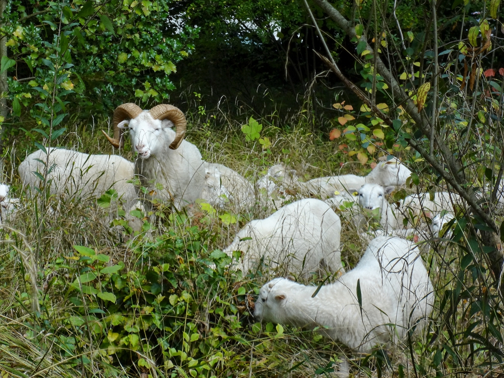 Wiesenpflege mit Skudden