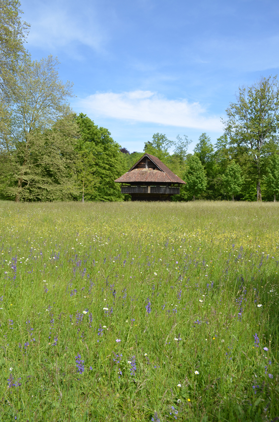 Grossflächige Blumenwiesen