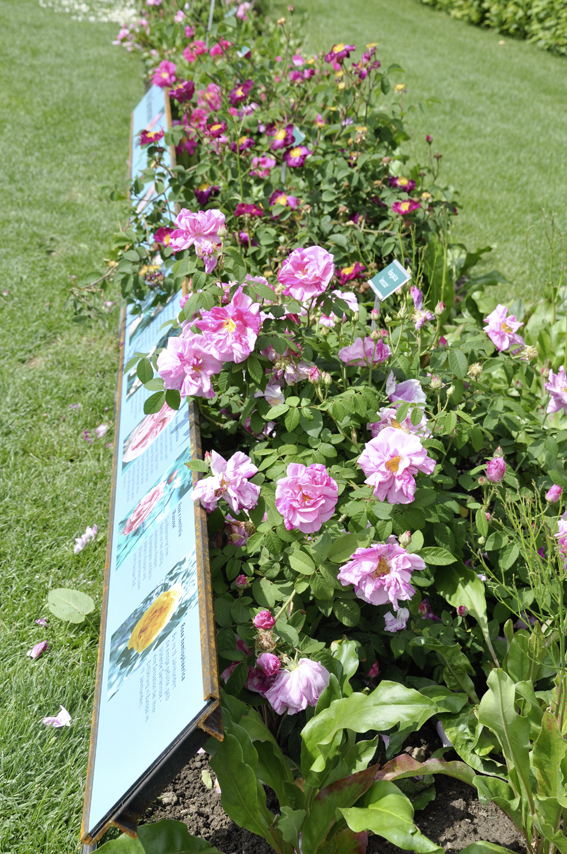 Die langen Rosenbeete sind