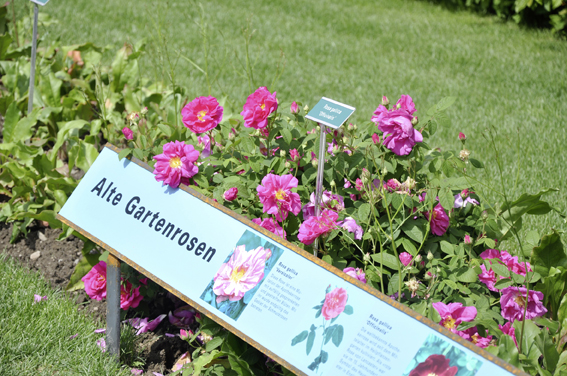 Alte Gartenrosen: Im Bild