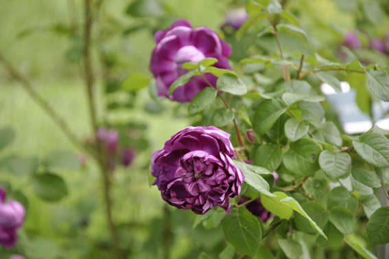 Souvenir du Docteur Jamain: