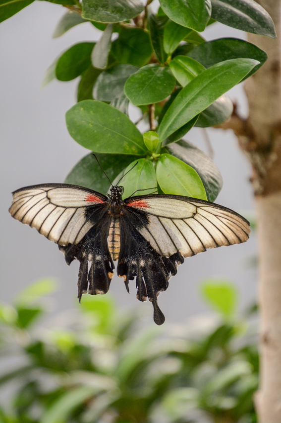 Falter aus allen Kontinenten