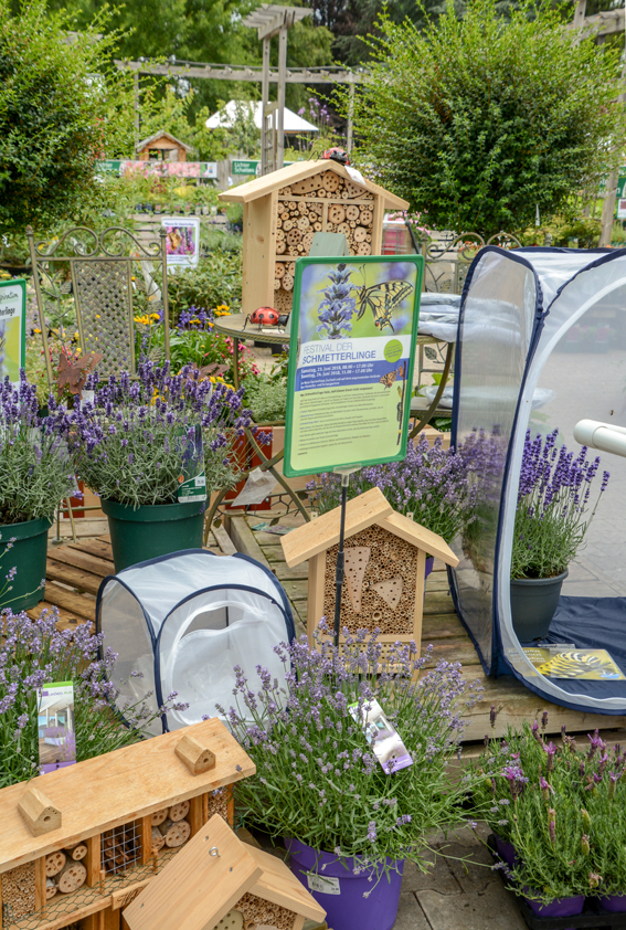 Schmetterlingspflanzen und