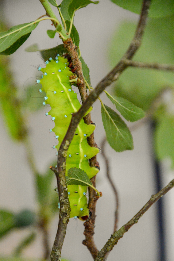 Schmetterlingsraupen faszinierten.