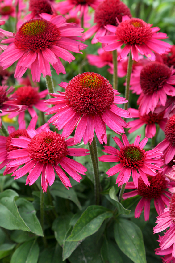 Echinacea `Delicious Candy´