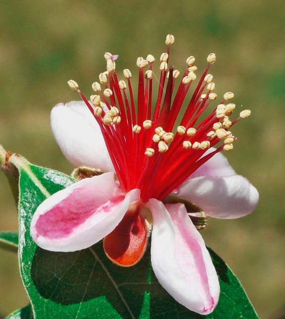 Die Brasilianische Guave,