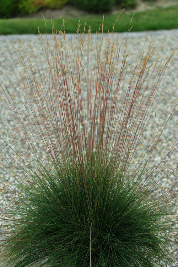 Festuca ‘Miedzianobrody’