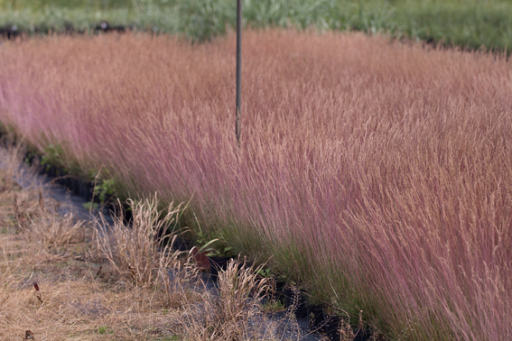 Festuca `Miedzianobrody´