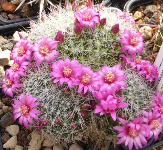 Mammillaria zeilmanniana.
