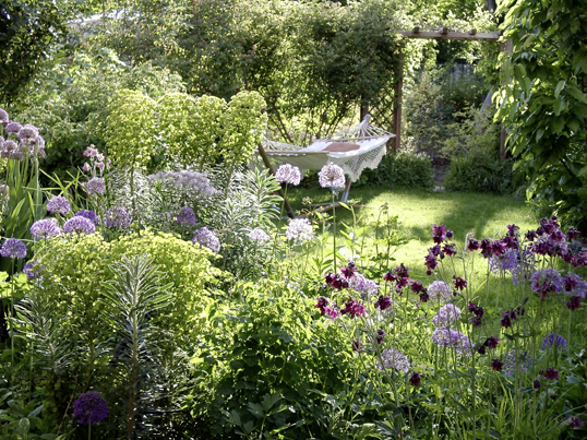 Die Mittelmeer-Wolfsmilch