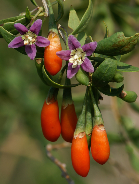 Goji-Beeren, Lycium barbarum